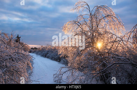 Tempesta di ghiaccio postumi, Irving Natura Park, Saint John New Brunswick Foto Stock