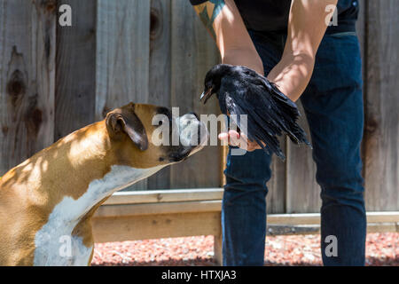 American crow, neonata crow, Uccello ferito, uccello caduto dal nido, curioso, boxer tedesche, Novato, Marin County, California Foto Stock