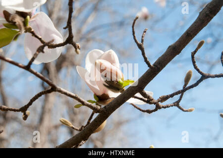 Magnolia (Magnolia x loebneri 'Merrill') Fiori Veri Gardin Botanico Foto Stock