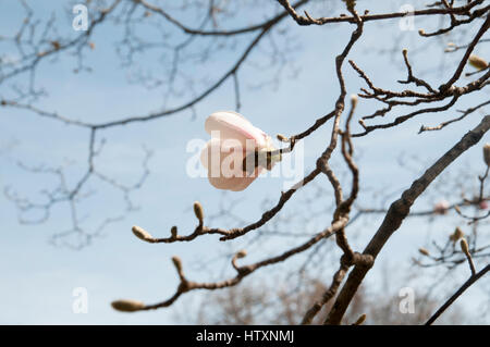 Magnolia (Magnolia x loebneri 'Merrill') Fiori Veri Gardin Botanico Foto Stock