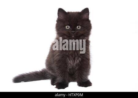 Seduta Longhair tedesco gattino Foto Stock