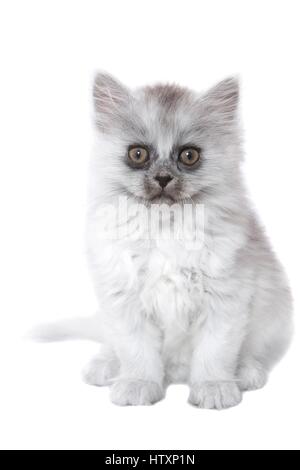 Seduta Longhair tedesco gattino Foto Stock