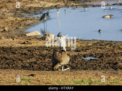 Kori bustard (Ardeotis kori). Tsavo East Park. Kenya. Foto Stock