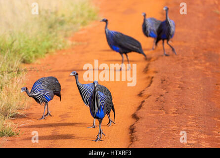 Acryllium vulturinum (Vulturine le faraone). Tsavo East Park. Kenya Foto Stock