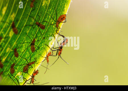 Cluster di appena schiuse assassin bug ninfe. Tolima, Colombia. Foto Stock