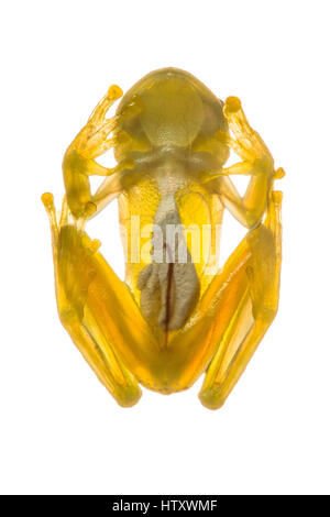 Rana di vetro (Centrolene, Centrolenidae) in biogeografici Chocó, Buenaventura, Colombia Foto Stock