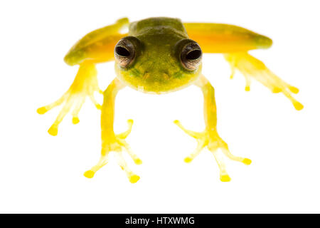 Rana di vetro (Centrolene, Centrolenidae) in biogeografici Chocó, Buenaventura, Colombia Foto Stock