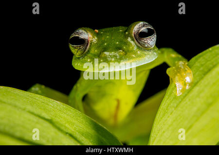 Rana di vetro (Centrolene, Centrolenidae) in biogeografici Chocó, Buenaventura, Colombia Foto Stock