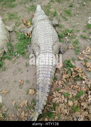 Crocodile Farm panatura a Hamat Gader, Golan, Israele, Hamat Gader ha 4 sorgenti di acqua minerale. Altre attrazioni sono un sito archeologico sit Foto Stock