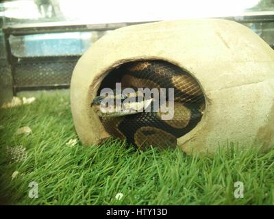 Rettile parco a Hamat Gader, Golan, Israele, Hamat Gader ha 4 sorgenti di acqua minerale. Altre attrazioni sono un sito archeologico con reco Foto Stock