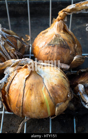 Ultimo del overwintered casa coltivati cipolle mantenuto fino al marzo dello scorso anno''s harvest Foto Stock