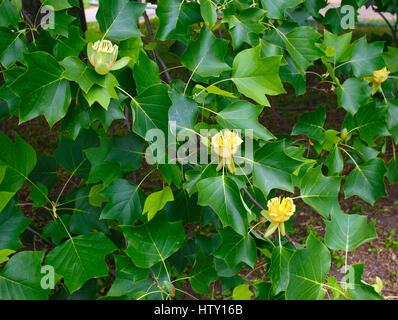 Fiori su tulip tree nel suo habitat naturale Foto Stock