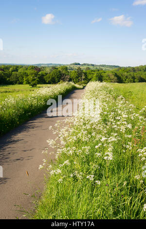 Unadopted stretta pista attraverso un verde paesaggio di terreni agricoli in Old Derry Hill Wiltshire, Inghilterra REGNO UNITO Foto Stock