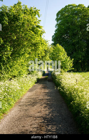 Unadopted stretta pista attraverso un verde paesaggio di terreni agricoli in Old Derry Hill Wiltshire, Inghilterra REGNO UNITO Foto Stock