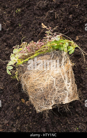 Un overwintered piccola pianta perenne che mostra una sommità di muschio e la sua radice potbound sistema e hanno un urgente bisogno di repotting o fuori di biancheria da letto Foto Stock