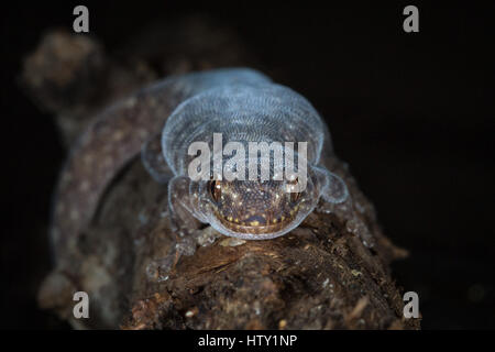 In marmo (Gecko Christinus marmoratus) Foto Stock