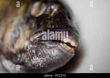 Pesce fresco Diplodus sargus Foto Stock