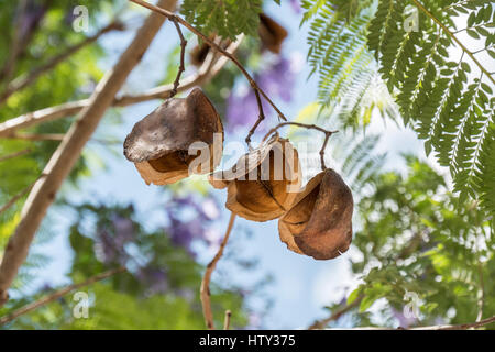 Struttura Jacaranda baccelli, semi Foto Stock