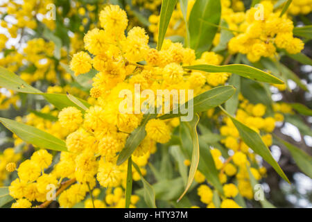 Acacia dealbata flower (argento bargiglio, blu o graticcio mimosa) Foto Stock