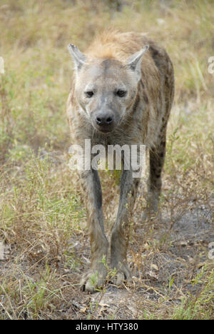 Avvistato iena, Kruger National Park, Sud Africa Foto Stock