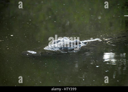 Crocodile sommerso nel fiume, Parco Nazionale Kruger, Sud Africa Foto Stock