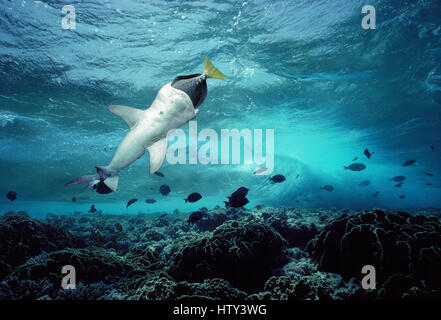 Whitetip Reef Shark (Triaenodon obesus) mangiare Yellowtailed Surgeonfish (Prionurus laticlavius), Cocos Island, Costa Rica - . Manipolati digitalmente Foto Stock
