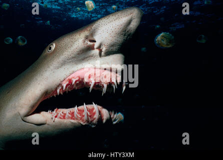 Sabbia Tiger Shark (Eugomphodus taurus) si presenta di notte - il Mare dei Caraibi. Immagine manipolata digitalmente. Foto Stock