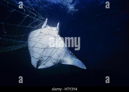 Manta Ray (Manta birostris) catturati in reti da imbrocco; Huatabampo, Messico, Mare di Cortez, Oceano Pacifico. Immagine manipolata digitalmente. Foto Stock