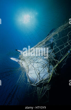Manta Ray (Manta birostris) catturati in gill net. Huatabampo, Messico, Mare di Cortez, Oceano Pacifico. Immagine manipolata digitalmente. Foto Stock