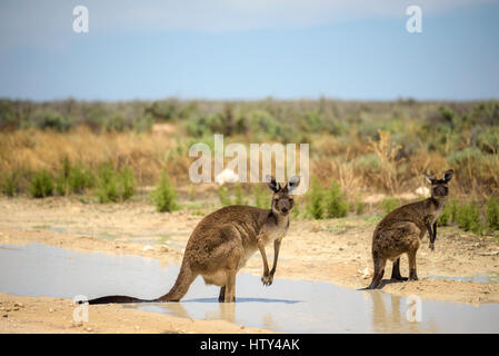 Due canguri raffreddare in un stagno durante insolitamente caldo meteo Mungo National Park, Australia Foto Stock