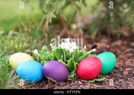 Colore diverso uova di estere tra fiori ed erba Foto Stock