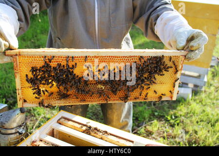 Apicoltore trattiene il telaio con il nido d'ape Foto Stock