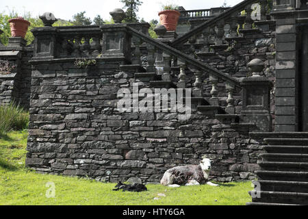 Una pecora Herdwick agnello e crogiolatevi al sole da operazioni di Rydal Sala tra Grasmere e Ambleside nel distretto del Lago Foto Stock