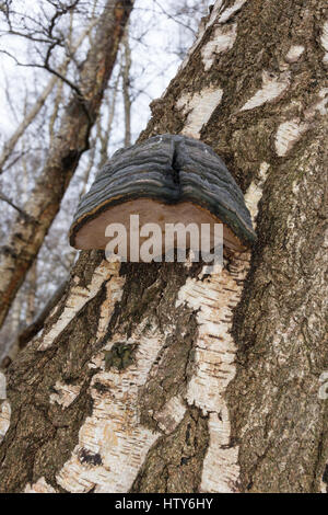 Zoccolo fungo (Fomes fomentarius) cresce su argento tronco di betulla in Suffolk Foto Stock