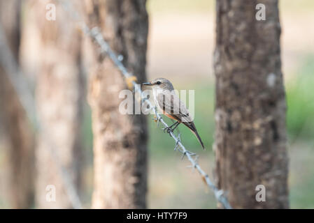 Una femmina di Vermiglio Flycatcher seduti su un filo spinato in Messico Foto Stock