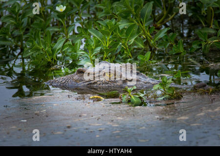 Coccodrillo di acqua salata (Crocodylus porosus) Foto Stock