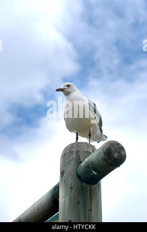 Basso angolo di seagull sul palo di legno, Hout Bay, Sud Africa Foto Stock
