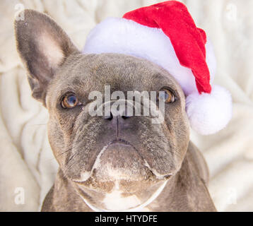 Bulldog francese indossando un cappello da Babbo Natale Foto Stock