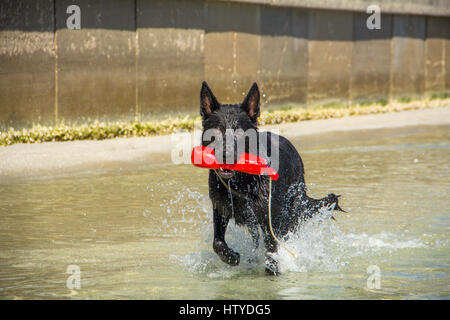 Cane nero tedesco Pastore che corre in oceano con giocattolo, Treasure Island, Florida, Stati Uniti Foto Stock