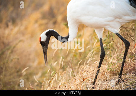 Rosso-crowned crane caccia, Baicheng, Jilin, Cina Foto Stock