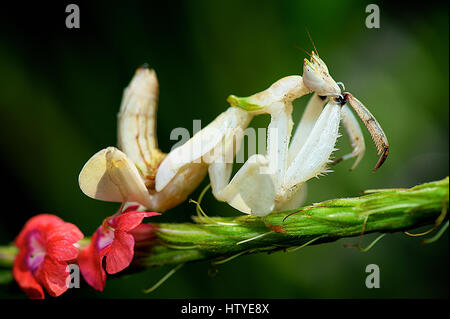 Ritratto di una Orchid Mantis, Teluk Bahang, Penang, Foto Stock