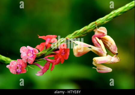 Ritratto di una Orchid Mantis, Teluk Bahang, Penang, Foto Stock