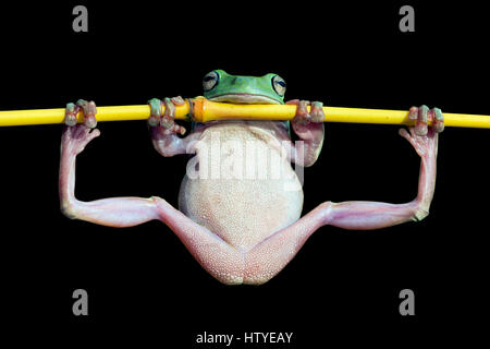 Rana di albero dumpy che fa ginnastica su un ramo, Indonesia Foto Stock