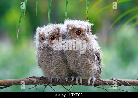 Due baby gufi su un ramo, Indonesia Foto Stock