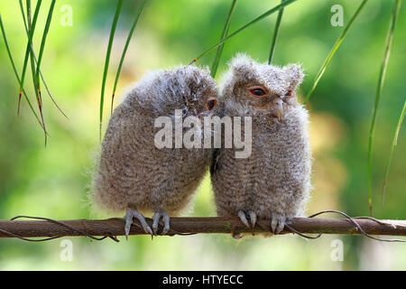 Due baby gufi su un ramo, Indonesia Foto Stock