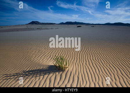 Le dune di sabbia e dune di Corralejo Parco Nazionale, Fuerteventura, Spagna Foto Stock