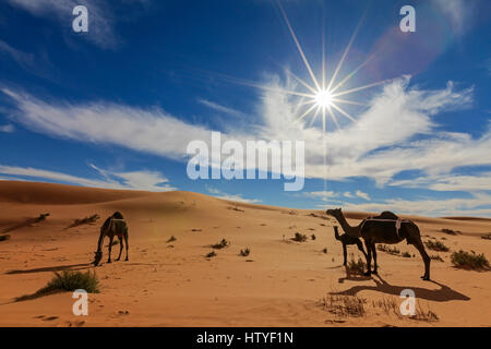 Cammelli nel deserto Arabico, Arabia Saudita Foto Stock