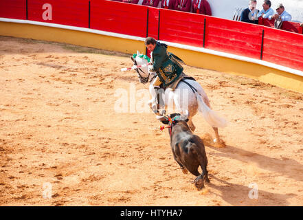 TOMAR, Portogallo - 24 ottobre: Cavaleiro sul cavallo lotta con il toro e stabing 'bandarilha' per il toro in stile portoghese la corrida in Toma Foto Stock