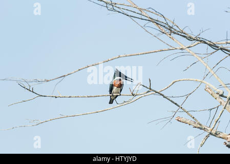 Un Amazon Kingfisher appollaiato in una struttura ad albero Foto Stock