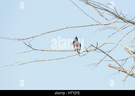 Un Martin pescatore amazzonico arroccato in un albero nello Stato del Chiapas, Messico Foto Stock